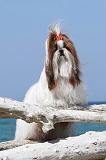 SHIH TZU 046